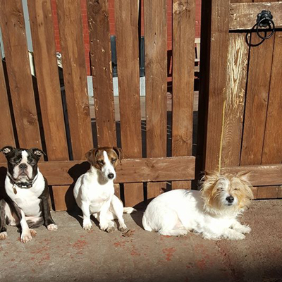 dogs in the sunshine