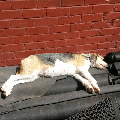 dog relaxing outside