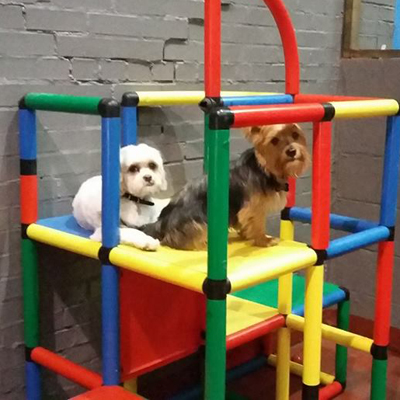 dogs on climbing frame
                            