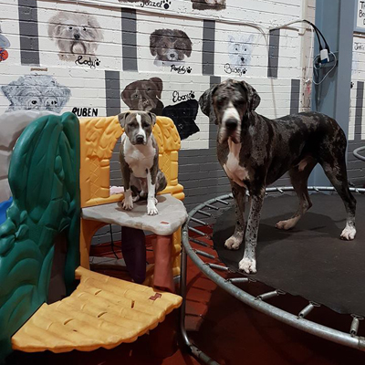 two dogs on trampoline 