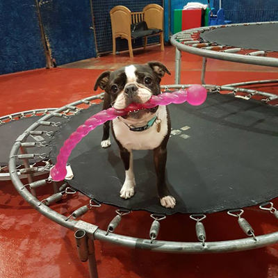dog with toy on trampoline
