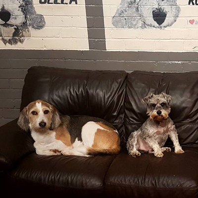 two dogs laying on sofa